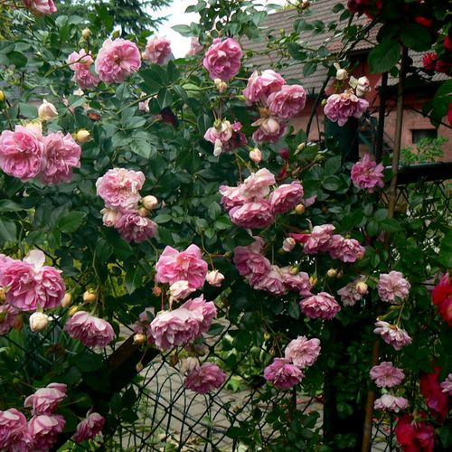 Rojo carmín - Árbol de Rosas Miniatura - rosal de pie alto- froma de corona llorona